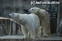 [P28] la zoo,budapesta » foto by mariana
 - 
<span class="allrVoted glyphicon glyphicon-heart hidden" id="av105621"></span>
<a class="m-l-10 hidden" id="sv105621" onclick="voting_Foto_DelVot(,105621,1275)" role="button">șterge vot <span class="glyphicon glyphicon-remove"></span></a>
<a id="v9105621" class=" c-red"  onclick="voting_Foto_SetVot(105621)" role="button"><span class="glyphicon glyphicon-heart-empty"></span> <b>LIKE</b> = Votează poza</a> <img class="hidden"  id="f105621W9" src="/imagini/loader.gif" border="0" /><span class="AjErrMes hidden" id="e105621ErM"></span>