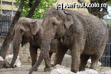 [P29] zoo,budapesta » foto by mariana
 - 
<span class="allrVoted glyphicon glyphicon-heart hidden" id="av105622"></span>
<a class="m-l-10 hidden" id="sv105622" onclick="voting_Foto_DelVot(,105622,1275)" role="button">șterge vot <span class="glyphicon glyphicon-remove"></span></a>
<a id="v9105622" class=" c-red"  onclick="voting_Foto_SetVot(105622)" role="button"><span class="glyphicon glyphicon-heart-empty"></span> <b>LIKE</b> = Votează poza</a> <img class="hidden"  id="f105622W9" src="/imagini/loader.gif" border="0" /><span class="AjErrMes hidden" id="e105622ErM"></span>