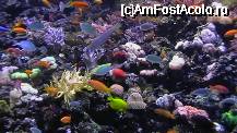 [P04] pestisori colorati » foto by ghecamelia
 - 
<span class="allrVoted glyphicon glyphicon-heart hidden" id="av22642"></span>
<a class="m-l-10 hidden" id="sv22642" onclick="voting_Foto_DelVot(,22642,1275)" role="button">șterge vot <span class="glyphicon glyphicon-remove"></span></a>
<a id="v922642" class=" c-red"  onclick="voting_Foto_SetVot(22642)" role="button"><span class="glyphicon glyphicon-heart-empty"></span> <b>LIKE</b> = Votează poza</a> <img class="hidden"  id="f22642W9" src="/imagini/loader.gif" border="0" /><span class="AjErrMes hidden" id="e22642ErM"></span>