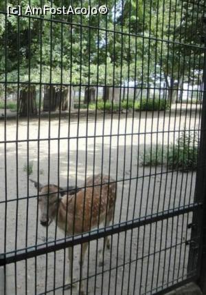 [P22] Gradina zoologica de pe insula Margareta » foto by geani anto
 - 
<span class="allrVoted glyphicon glyphicon-heart hidden" id="av1328570"></span>
<a class="m-l-10 hidden" id="sv1328570" onclick="voting_Foto_DelVot(,1328570,1275)" role="button">șterge vot <span class="glyphicon glyphicon-remove"></span></a>
<a id="v91328570" class=" c-red"  onclick="voting_Foto_SetVot(1328570)" role="button"><span class="glyphicon glyphicon-heart-empty"></span> <b>LIKE</b> = Votează poza</a> <img class="hidden"  id="f1328570W9" src="/imagini/loader.gif" border="0" /><span class="AjErrMes hidden" id="e1328570ErM"></span>
