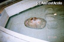 [P04]  -- <small>// FĂRĂ DESCRIERE</small> » foto by mariana
 - 
<span class="allrVoted glyphicon glyphicon-heart hidden" id="av4757"></span>
<a class="m-l-10 hidden" id="sv4757" onclick="voting_Foto_DelVot(,4757,1382)" role="button">șterge vot <span class="glyphicon glyphicon-remove"></span></a>
<a id="v94757" class=" c-red"  onclick="voting_Foto_SetVot(4757)" role="button"><span class="glyphicon glyphicon-heart-empty"></span> <b>LIKE</b> = Votează poza</a> <img class="hidden"  id="f4757W9" src="/imagini/loader.gif" border="0" /><span class="AjErrMes hidden" id="e4757ErM"></span>