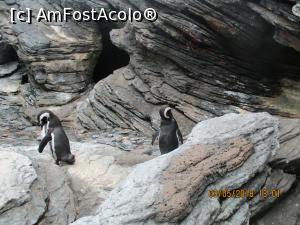 [P08] Fiţoşii pinguini.  » foto by elviramvio
 - 
<span class="allrVoted glyphicon glyphicon-heart hidden" id="av982806"></span>
<a class="m-l-10 hidden" id="sv982806" onclick="voting_Foto_DelVot(,982806,1392)" role="button">șterge vot <span class="glyphicon glyphicon-remove"></span></a>
<a id="v9982806" class=" c-red"  onclick="voting_Foto_SetVot(982806)" role="button"><span class="glyphicon glyphicon-heart-empty"></span> <b>LIKE</b> = Votează poza</a> <img class="hidden"  id="f982806W9" src="/imagini/loader.gif" border="0" /><span class="AjErrMes hidden" id="e982806ErM"></span>