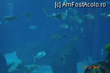 [P04] Oceanarium - acvariul central vazut de la etajul superior » foto by deliutza27
 - 
<span class="allrVoted glyphicon glyphicon-heart hidden" id="av194925"></span>
<a class="m-l-10 hidden" id="sv194925" onclick="voting_Foto_DelVot(,194925,1392)" role="button">șterge vot <span class="glyphicon glyphicon-remove"></span></a>
<a id="v9194925" class=" c-red"  onclick="voting_Foto_SetVot(194925)" role="button"><span class="glyphicon glyphicon-heart-empty"></span> <b>LIKE</b> = Votează poza</a> <img class="hidden"  id="f194925W9" src="/imagini/loader.gif" border="0" /><span class="AjErrMes hidden" id="e194925ErM"></span>
