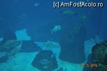 [P05] Oceanarium - pesti si nevertebrate in acvariul central » foto by deliutza27
 - 
<span class="allrVoted glyphicon glyphicon-heart hidden" id="av194926"></span>
<a class="m-l-10 hidden" id="sv194926" onclick="voting_Foto_DelVot(,194926,1392)" role="button">șterge vot <span class="glyphicon glyphicon-remove"></span></a>
<a id="v9194926" class=" c-red"  onclick="voting_Foto_SetVot(194926)" role="button"><span class="glyphicon glyphicon-heart-empty"></span> <b>LIKE</b> = Votează poza</a> <img class="hidden"  id="f194926W9" src="/imagini/loader.gif" border="0" /><span class="AjErrMes hidden" id="e194926ErM"></span>