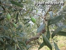 [P17] Frumoase si tentante, dar absolut necomestibile daca nu sunt prelucrate » foto by Clauditzza*
 - 
<span class="allrVoted glyphicon glyphicon-heart hidden" id="av15676"></span>
<a class="m-l-10 hidden" id="sv15676" onclick="voting_Foto_DelVot(,15676,1427)" role="button">șterge vot <span class="glyphicon glyphicon-remove"></span></a>
<a id="v915676" class=" c-red"  onclick="voting_Foto_SetVot(15676)" role="button"><span class="glyphicon glyphicon-heart-empty"></span> <b>LIKE</b> = Votează poza</a> <img class="hidden"  id="f15676W9" src="/imagini/loader.gif" border="0" /><span class="AjErrMes hidden" id="e15676ErM"></span>