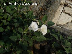 [P31]  -- <small>// FĂRĂ DESCRIERE</small> » foto by Paloma
 - 
<span class="allrVoted glyphicon glyphicon-heart hidden" id="av765086"></span>
<a class="m-l-10 hidden" id="sv765086" onclick="voting_Foto_DelVot(,765086,1428)" role="button">șterge vot <span class="glyphicon glyphicon-remove"></span></a>
<a id="v9765086" class=" c-red"  onclick="voting_Foto_SetVot(765086)" role="button"><span class="glyphicon glyphicon-heart-empty"></span> <b>LIKE</b> = Votează poza</a> <img class="hidden"  id="f765086W9" src="/imagini/loader.gif" border="0" /><span class="AjErrMes hidden" id="e765086ErM"></span>