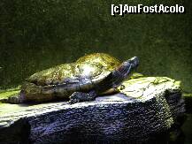 [P13]  -- <small>// FĂRĂ DESCRIERE</small> » foto by roth
 - 
<span class="allrVoted glyphicon glyphicon-heart hidden" id="av172006"></span>
<a class="m-l-10 hidden" id="sv172006" onclick="voting_Foto_DelVot(,172006,1570)" role="button">șterge vot <span class="glyphicon glyphicon-remove"></span></a>
<a id="v9172006" class=" c-red"  onclick="voting_Foto_SetVot(172006)" role="button"><span class="glyphicon glyphicon-heart-empty"></span> <b>LIKE</b> = Votează poza</a> <img class="hidden"  id="f172006W9" src="/imagini/loader.gif" border="0" /><span class="AjErrMes hidden" id="e172006ErM"></span>