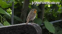 [P18] mic locuitor din Kensington palace garden » foto by simon_niculae
 - 
<span class="allrVoted glyphicon glyphicon-heart hidden" id="av449380"></span>
<a class="m-l-10 hidden" id="sv449380" onclick="voting_Foto_DelVot(,449380,1570)" role="button">șterge vot <span class="glyphicon glyphicon-remove"></span></a>
<a id="v9449380" class=" c-red"  onclick="voting_Foto_SetVot(449380)" role="button"><span class="glyphicon glyphicon-heart-empty"></span> <b>LIKE</b> = Votează poza</a> <img class="hidden"  id="f449380W9" src="/imagini/loader.gif" border="0" /><span class="AjErrMes hidden" id="e449380ErM"></span>