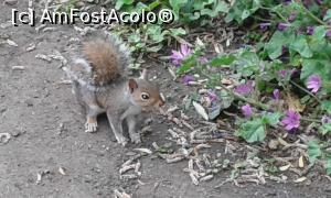 [P10] St. James's Park » foto by Elissa
 - 
<span class="allrVoted glyphicon glyphicon-heart hidden" id="av780835"></span>
<a class="m-l-10 hidden" id="sv780835" onclick="voting_Foto_DelVot(,780835,1570)" role="button">șterge vot <span class="glyphicon glyphicon-remove"></span></a>
<a id="v9780835" class=" c-red"  onclick="voting_Foto_SetVot(780835)" role="button"><span class="glyphicon glyphicon-heart-empty"></span> <b>LIKE</b> = Votează poza</a> <img class="hidden"  id="f780835W9" src="/imagini/loader.gif" border="0" /><span class="AjErrMes hidden" id="e780835ErM"></span>