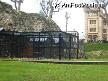 [P37] Corbii despre care se spune ca, daca vor pleca, Turnul Londrei se va prabusi. Banuiesc ca cei inchisi sunt polita lor de asigurare :-) » foto by lizuk
 - 
<span class="allrVoted glyphicon glyphicon-heart hidden" id="av49447"></span>
<a class="m-l-10 hidden" id="sv49447" onclick="voting_Foto_DelVot(,49447,1570)" role="button">șterge vot <span class="glyphicon glyphicon-remove"></span></a>
<a id="v949447" class=" c-red"  onclick="voting_Foto_SetVot(49447)" role="button"><span class="glyphicon glyphicon-heart-empty"></span> <b>LIKE</b> = Votează poza</a> <img class="hidden"  id="f49447W9" src="/imagini/loader.gif" border="0" /><span class="AjErrMes hidden" id="e49447ErM"></span>