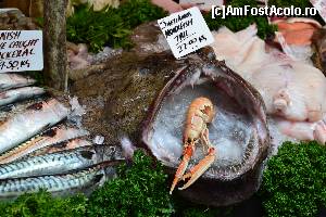 [P20] Periculos de aproape... In gura unui Monkfish/ Lophius.  » foto by Cucu Bau
 - 
<span class="allrVoted glyphicon glyphicon-heart hidden" id="av594409"></span>
<a class="m-l-10 hidden" id="sv594409" onclick="voting_Foto_DelVot(,594409,1570)" role="button">șterge vot <span class="glyphicon glyphicon-remove"></span></a>
<a id="v9594409" class=" c-red"  onclick="voting_Foto_SetVot(594409)" role="button"><span class="glyphicon glyphicon-heart-empty"></span> <b>LIKE</b> = Votează poza</a> <img class="hidden"  id="f594409W9" src="/imagini/loader.gif" border="0" /><span class="AjErrMes hidden" id="e594409ErM"></span>