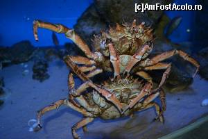 [P15] Crab love.  » foto by Cucu Bau
 - 
<span class="allrVoted glyphicon glyphicon-heart hidden" id="av595491"></span>
<a class="m-l-10 hidden" id="sv595491" onclick="voting_Foto_DelVot(,595491,1570)" role="button">șterge vot <span class="glyphicon glyphicon-remove"></span></a>
<a id="v9595491" class=" c-red"  onclick="voting_Foto_SetVot(595491)" role="button"><span class="glyphicon glyphicon-heart-empty"></span> <b>LIKE</b> = Votează poza</a> <img class="hidden"  id="f595491W9" src="/imagini/loader.gif" border="0" /><span class="AjErrMes hidden" id="e595491ErM"></span>