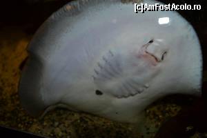 [P02] Indiciu: e pisica, dar nu face 'miau'. Exact! Pisica de mare.  » foto by Cucu Bau
 - 
<span class="allrVoted glyphicon glyphicon-heart hidden" id="av595475"></span>
<a class="m-l-10 hidden" id="sv595475" onclick="voting_Foto_DelVot(,595475,1570)" role="button">șterge vot <span class="glyphicon glyphicon-remove"></span></a>
<a id="v9595475" class=" c-red"  onclick="voting_Foto_SetVot(595475)" role="button"><span class="glyphicon glyphicon-heart-empty"></span> <b>LIKE</b> = Votează poza</a> <img class="hidden"  id="f595475W9" src="/imagini/loader.gif" border="0" /><span class="AjErrMes hidden" id="e595475ErM"></span>