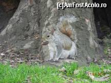 [P50] London - veverita: acum stiu toti unde ascund eu alunele » foto by Liaa*
 - 
<span class="allrVoted glyphicon glyphicon-heart hidden" id="av220697"></span>
<a class="m-l-10 hidden" id="sv220697" onclick="voting_Foto_DelVot(,220697,1570)" role="button">șterge vot <span class="glyphicon glyphicon-remove"></span></a>
<a id="v9220697" class=" c-red"  onclick="voting_Foto_SetVot(220697)" role="button"><span class="glyphicon glyphicon-heart-empty"></span> <b>LIKE</b> = Votează poza</a> <img class="hidden"  id="f220697W9" src="/imagini/loader.gif" border="0" /><span class="AjErrMes hidden" id="e220697ErM"></span>