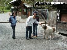 [P05] cateii erau tinuti in custi, dar cei mai prietenosi erau liberi peste zi! » foto by gushpi
 - 
<span class="allrVoted glyphicon glyphicon-heart hidden" id="av46010"></span>
<a class="m-l-10 hidden" id="sv46010" onclick="voting_Foto_DelVot(,46010,1573)" role="button">șterge vot <span class="glyphicon glyphicon-remove"></span></a>
<a id="v946010" class=" c-red"  onclick="voting_Foto_SetVot(46010)" role="button"><span class="glyphicon glyphicon-heart-empty"></span> <b>LIKE</b> = Votează poza</a> <img class="hidden"  id="f46010W9" src="/imagini/loader.gif" border="0" /><span class="AjErrMes hidden" id="e46010ErM"></span>