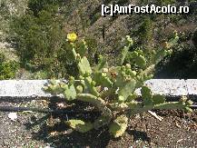 [P19] cactussss » foto by adrian76
 - 
<span class="allrVoted glyphicon glyphicon-heart hidden" id="av19851"></span>
<a class="m-l-10 hidden" id="sv19851" onclick="voting_Foto_DelVot(,19851,1579)" role="button">șterge vot <span class="glyphicon glyphicon-remove"></span></a>
<a id="v919851" class=" c-red"  onclick="voting_Foto_SetVot(19851)" role="button"><span class="glyphicon glyphicon-heart-empty"></span> <b>LIKE</b> = Votează poza</a> <img class="hidden"  id="f19851W9" src="/imagini/loader.gif" border="0" /><span class="AjErrMes hidden" id="e19851ErM"></span>