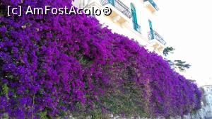 [P12] Un perete întreg de bougainvillea în Taormina » foto by irinad
 - 
<span class="allrVoted glyphicon glyphicon-heart hidden" id="av879760"></span>
<a class="m-l-10 hidden" id="sv879760" onclick="voting_Foto_DelVot(,879760,1579)" role="button">șterge vot <span class="glyphicon glyphicon-remove"></span></a>
<a id="v9879760" class=" c-red"  onclick="voting_Foto_SetVot(879760)" role="button"><span class="glyphicon glyphicon-heart-empty"></span> <b>LIKE</b> = Votează poza</a> <img class="hidden"  id="f879760W9" src="/imagini/loader.gif" border="0" /><span class="AjErrMes hidden" id="e879760ErM"></span>