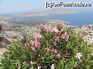 [P37] In loc de ramas bun, o floare de pe insula Symi » foto by claudiu 71
 - 
<span class="allrVoted glyphicon glyphicon-heart hidden" id="av694069"></span>
<a class="m-l-10 hidden" id="sv694069" onclick="voting_Foto_DelVot(,694069,1588)" role="button">șterge vot <span class="glyphicon glyphicon-remove"></span></a>
<a id="v9694069" class=" c-red"  onclick="voting_Foto_SetVot(694069)" role="button"><span class="glyphicon glyphicon-heart-empty"></span> <b>LIKE</b> = Votează poza</a> <img class="hidden"  id="f694069W9" src="/imagini/loader.gif" border="0" /><span class="AjErrMes hidden" id="e694069ErM"></span>