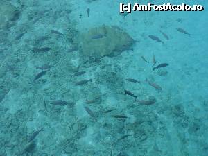 [P16] Apa este plina de pesti... amatorii de snorkeling vor fi satisfacuti.  » foto by georgerizescu
 - 
<span class="allrVoted glyphicon glyphicon-heart hidden" id="av355907"></span>
<a class="m-l-10 hidden" id="sv355907" onclick="voting_Foto_DelVot(,355907,1589)" role="button">șterge vot <span class="glyphicon glyphicon-remove"></span></a>
<a id="v9355907" class=" c-red"  onclick="voting_Foto_SetVot(355907)" role="button"><span class="glyphicon glyphicon-heart-empty"></span> <b>LIKE</b> = Votează poza</a> <img class="hidden"  id="f355907W9" src="/imagini/loader.gif" border="0" /><span class="AjErrMes hidden" id="e355907ErM"></span>