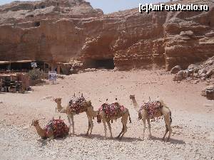 [P21] Camile in Petra » foto by MoniQ69
 - 
<span class="allrVoted glyphicon glyphicon-heart hidden" id="av670860"></span>
<a class="m-l-10 hidden" id="sv670860" onclick="voting_Foto_DelVot(,670860,1591)" role="button">șterge vot <span class="glyphicon glyphicon-remove"></span></a>
<a id="v9670860" class=" c-red"  onclick="voting_Foto_SetVot(670860)" role="button"><span class="glyphicon glyphicon-heart-empty"></span> <b>LIKE</b> = Votează poza</a> <img class="hidden"  id="f670860W9" src="/imagini/loader.gif" border="0" /><span class="AjErrMes hidden" id="e670860ErM"></span>