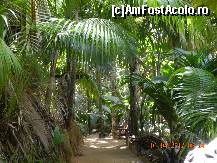 [P08] Vallee de Mai (padure patrimoniu UNESCO, singurul loc din lume unde creste, natural, palmierul Coco de Mer) - Insula Praslin » foto by Delia1313
 - 
<span class="allrVoted glyphicon glyphicon-heart hidden" id="av327136"></span>
<a class="m-l-10 hidden" id="sv327136" onclick="voting_Foto_DelVot(,327136,1613)" role="button">șterge vot <span class="glyphicon glyphicon-remove"></span></a>
<a id="v9327136" class=" c-red"  onclick="voting_Foto_SetVot(327136)" role="button"><span class="glyphicon glyphicon-heart-empty"></span> <b>LIKE</b> = Votează poza</a> <img class="hidden"  id="f327136W9" src="/imagini/loader.gif" border="0" /><span class="AjErrMes hidden" id="e327136ErM"></span>