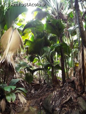 [P07] rezervatia Valee de Mai, Praslin » foto by dan39
 - 
<span class="allrVoted glyphicon glyphicon-heart hidden" id="av710475"></span>
<a class="m-l-10 hidden" id="sv710475" onclick="voting_Foto_DelVot(,710475,1613)" role="button">șterge vot <span class="glyphicon glyphicon-remove"></span></a>
<a id="v9710475" class=" c-red"  onclick="voting_Foto_SetVot(710475)" role="button"><span class="glyphicon glyphicon-heart-empty"></span> <b>LIKE</b> = Votează poza</a> <img class="hidden"  id="f710475W9" src="/imagini/loader.gif" border="0" /><span class="AjErrMes hidden" id="e710475ErM"></span>
