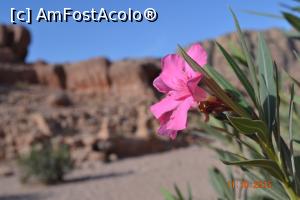 [P53] cine a zis ca in desert nu sunt flori?  » foto by andreea72
 - 
<span class="allrVoted glyphicon glyphicon-heart hidden" id="av745578"></span>
<a class="m-l-10 hidden" id="sv745578" onclick="voting_Foto_DelVot(,745578,1615)" role="button">șterge vot <span class="glyphicon glyphicon-remove"></span></a>
<a id="v9745578" class=" c-red"  onclick="voting_Foto_SetVot(745578)" role="button"><span class="glyphicon glyphicon-heart-empty"></span> <b>LIKE</b> = Votează poza</a> <img class="hidden"  id="f745578W9" src="/imagini/loader.gif" border="0" /><span class="AjErrMes hidden" id="e745578ErM"></span>