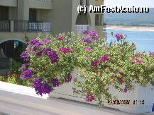 [P01] ROYAL MARINA PALACE DUNI » foto by VIO
 - 
<span class="allrVoted glyphicon glyphicon-heart hidden" id="av36102"></span>
<a class="m-l-10 hidden" id="sv36102" onclick="voting_Foto_DelVot(,36102,1618)" role="button">șterge vot <span class="glyphicon glyphicon-remove"></span></a>
<a id="v936102" class=" c-red"  onclick="voting_Foto_SetVot(36102)" role="button"><span class="glyphicon glyphicon-heart-empty"></span> <b>LIKE</b> = Votează poza</a> <img class="hidden"  id="f36102W9" src="/imagini/loader.gif" border="0" /><span class="AjErrMes hidden" id="e36102ErM"></span>