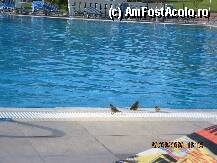 [P17] VRABIUTE LA PISCINA... DRAGUTE NO... FF APROAPE DE LOCUL MEU SE VEDE... » foto by VIO
 - 
<span class="allrVoted glyphicon glyphicon-heart hidden" id="av36126"></span>
<a class="m-l-10 hidden" id="sv36126" onclick="voting_Foto_DelVot(,36126,1618)" role="button">șterge vot <span class="glyphicon glyphicon-remove"></span></a>
<a id="v936126" class=" c-red"  onclick="voting_Foto_SetVot(36126)" role="button"><span class="glyphicon glyphicon-heart-empty"></span> <b>LIKE</b> = Votează poza</a> <img class="hidden"  id="f36126W9" src="/imagini/loader.gif" border="0" /><span class="AjErrMes hidden" id="e36126ErM"></span>