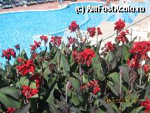 [P03] ROYAL MARINA PALACE DUNI » foto by VIO
 - 
<span class="allrVoted glyphicon glyphicon-heart hidden" id="av36106"></span>
<a class="m-l-10 hidden" id="sv36106" onclick="voting_Foto_DelVot(,36106,1618)" role="button">șterge vot <span class="glyphicon glyphicon-remove"></span></a>
<a id="v936106" class=" c-red"  onclick="voting_Foto_SetVot(36106)" role="button"><span class="glyphicon glyphicon-heart-empty"></span> <b>LIKE</b> = Votează poza</a> <img class="hidden"  id="f36106W9" src="/imagini/loader.gif" border="0" /><span class="AjErrMes hidden" id="e36106ErM"></span>