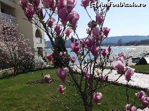 [P33] De prin gradina...  » foto by balasa violeta
 - 
<span class="allrVoted glyphicon glyphicon-heart hidden" id="av615938"></span>
<a class="m-l-10 hidden" id="sv615938" onclick="voting_Foto_DelVot(,615938,1618)" role="button">șterge vot <span class="glyphicon glyphicon-remove"></span></a>
<a id="v9615938" class=" c-red"  onclick="voting_Foto_SetVot(615938)" role="button"><span class="glyphicon glyphicon-heart-empty"></span> <b>LIKE</b> = Votează poza</a> <img class="hidden"  id="f615938W9" src="/imagini/loader.gif" border="0" /><span class="AjErrMes hidden" id="e615938ErM"></span>