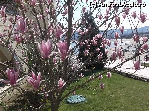 [P34] De prin gradina...  » foto by balasa violeta
 - 
<span class="allrVoted glyphicon glyphicon-heart hidden" id="av615939"></span>
<a class="m-l-10 hidden" id="sv615939" onclick="voting_Foto_DelVot(,615939,1618)" role="button">șterge vot <span class="glyphicon glyphicon-remove"></span></a>
<a id="v9615939" class=" c-red"  onclick="voting_Foto_SetVot(615939)" role="button"><span class="glyphicon glyphicon-heart-empty"></span> <b>LIKE</b> = Votează poza</a> <img class="hidden"  id="f615939W9" src="/imagini/loader.gif" border="0" /><span class="AjErrMes hidden" id="e615939ErM"></span>