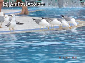 [P19] pescarusii, foarte prietenosi » foto by costeldobre
 - 
<span class="allrVoted glyphicon glyphicon-heart hidden" id="av865794"></span>
<a class="m-l-10 hidden" id="sv865794" onclick="voting_Foto_DelVot(,865794,1618)" role="button">șterge vot <span class="glyphicon glyphicon-remove"></span></a>
<a id="v9865794" class=" c-red"  onclick="voting_Foto_SetVot(865794)" role="button"><span class="glyphicon glyphicon-heart-empty"></span> <b>LIKE</b> = Votează poza</a> <img class="hidden"  id="f865794W9" src="/imagini/loader.gif" border="0" /><span class="AjErrMes hidden" id="e865794ErM"></span>