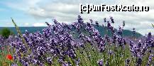[P32] Col du Pas de la Graille spre Sault » foto by maxIC
 - 
<span class="allrVoted glyphicon glyphicon-heart hidden" id="av334184"></span>
<a class="m-l-10 hidden" id="sv334184" onclick="voting_Foto_DelVot(,334184,1628)" role="button">șterge vot <span class="glyphicon glyphicon-remove"></span></a>
<a id="v9334184" class=" c-red"  onclick="voting_Foto_SetVot(334184)" role="button"><span class="glyphicon glyphicon-heart-empty"></span> <b>LIKE</b> = Votează poza</a> <img class="hidden"  id="f334184W9" src="/imagini/loader.gif" border="0" /><span class="AjErrMes hidden" id="e334184ErM"></span>