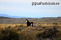 [P18] Tara de foc ,cai si natura » foto by raszvan*
 - 
<span class="allrVoted glyphicon glyphicon-heart hidden" id="av48973"></span>
<a class="m-l-10 hidden" id="sv48973" onclick="voting_Foto_DelVot(,48973,1650)" role="button">șterge vot <span class="glyphicon glyphicon-remove"></span></a>
<a id="v948973" class=" c-red"  onclick="voting_Foto_SetVot(48973)" role="button"><span class="glyphicon glyphicon-heart-empty"></span> <b>LIKE</b> = Votează poza</a> <img class="hidden"  id="f48973W9" src="/imagini/loader.gif" border="0" /><span class="AjErrMes hidden" id="e48973ErM"></span>