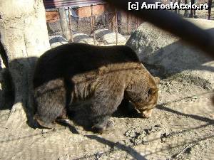 [P08] Ursul Baloo, mascota de la Straja » foto by Testosu'
 - 
<span class="allrVoted glyphicon glyphicon-heart hidden" id="av519425"></span>
<a class="m-l-10 hidden" id="sv519425" onclick="voting_Foto_DelVot(,519425,1693)" role="button">șterge vot <span class="glyphicon glyphicon-remove"></span></a>
<a id="v9519425" class=" c-red"  onclick="voting_Foto_SetVot(519425)" role="button"><span class="glyphicon glyphicon-heart-empty"></span> <b>LIKE</b> = Votează poza</a> <img class="hidden"  id="f519425W9" src="/imagini/loader.gif" border="0" /><span class="AjErrMes hidden" id="e519425ErM"></span>