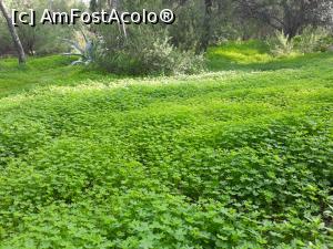 [P44] Verdeață multă pe colina Filopappos la sfârșit de noiembrie.  » foto by Aurici
 - 
<span class="allrVoted glyphicon glyphicon-heart hidden" id="av1064293"></span>
<a class="m-l-10 hidden" id="sv1064293" onclick="voting_Foto_DelVot(,1064293,1710)" role="button">șterge vot <span class="glyphicon glyphicon-remove"></span></a>
<a id="v91064293" class=" c-red"  onclick="voting_Foto_SetVot(1064293)" role="button"><span class="glyphicon glyphicon-heart-empty"></span> <b>LIKE</b> = Votează poza</a> <img class="hidden"  id="f1064293W9" src="/imagini/loader.gif" border="0" /><span class="AjErrMes hidden" id="e1064293ErM"></span>