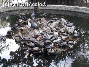 [P50] Grădinile Publice - iazul cu pești și broaște testoase.  » foto by Aurici
 - 
<span class="allrVoted glyphicon glyphicon-heart hidden" id="av1064299"></span>
<a class="m-l-10 hidden" id="sv1064299" onclick="voting_Foto_DelVot(,1064299,1710)" role="button">șterge vot <span class="glyphicon glyphicon-remove"></span></a>
<a id="v91064299" class=" c-red"  onclick="voting_Foto_SetVot(1064299)" role="button"><span class="glyphicon glyphicon-heart-empty"></span> <b>LIKE</b> = Votează poza</a> <img class="hidden"  id="f1064299W9" src="/imagini/loader.gif" border="0" /><span class="AjErrMes hidden" id="e1064299ErM"></span>