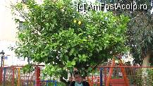 [P16] Atena - portocal sau lamai?!... portocal salbatic necopt » foto by Liaa*
 - 
<span class="allrVoted glyphicon glyphicon-heart hidden" id="av217703"></span>
<a class="m-l-10 hidden" id="sv217703" onclick="voting_Foto_DelVot(,217703,1710)" role="button">șterge vot <span class="glyphicon glyphicon-remove"></span></a>
<a id="v9217703" class=" c-red"  onclick="voting_Foto_SetVot(217703)" role="button"><span class="glyphicon glyphicon-heart-empty"></span> <b>LIKE</b> = Votează poza</a> <img class="hidden"  id="f217703W9" src="/imagini/loader.gif" border="0" /><span class="AjErrMes hidden" id="e217703ErM"></span>