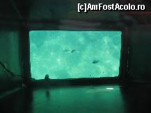 [P12] Vedere in mare din Glass Boat » foto by Cristo
 - 
<span class="allrVoted glyphicon glyphicon-heart hidden" id="av252441"></span>
<a class="m-l-10 hidden" id="sv252441" onclick="voting_Foto_DelVot(,252441,1711)" role="button">șterge vot <span class="glyphicon glyphicon-remove"></span></a>
<a id="v9252441" class=" c-red"  onclick="voting_Foto_SetVot(252441)" role="button"><span class="glyphicon glyphicon-heart-empty"></span> <b>LIKE</b> = Votează poza</a> <img class="hidden"  id="f252441W9" src="/imagini/loader.gif" border="0" /><span class="AjErrMes hidden" id="e252441ErM"></span>