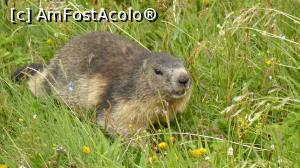 [P21] Altă marmotă pe Großglockner Hochalpenstraße » foto by iuliaen
 - 
<span class="allrVoted glyphicon glyphicon-heart hidden" id="av885688"></span>
<a class="m-l-10 hidden" id="sv885688" onclick="voting_Foto_DelVot(,885688,1732)" role="button">șterge vot <span class="glyphicon glyphicon-remove"></span></a>
<a id="v9885688" class=" c-red"  onclick="voting_Foto_SetVot(885688)" role="button"><span class="glyphicon glyphicon-heart-empty"></span> <b>LIKE</b> = Votează poza</a> <img class="hidden"  id="f885688W9" src="/imagini/loader.gif" border="0" /><span class="AjErrMes hidden" id="e885688ErM"></span>