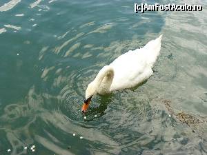 [P08] O gingasa lebada pe lacul Zeller » foto by stellinna
 - 
<span class="allrVoted glyphicon glyphicon-heart hidden" id="av670767"></span>
<a class="m-l-10 hidden" id="sv670767" onclick="voting_Foto_DelVot(,670767,1733)" role="button">șterge vot <span class="glyphicon glyphicon-remove"></span></a>
<a id="v9670767" class=" c-red"  onclick="voting_Foto_SetVot(670767)" role="button"><span class="glyphicon glyphicon-heart-empty"></span> <b>LIKE</b> = Votează poza</a> <img class="hidden"  id="f670767W9" src="/imagini/loader.gif" border="0" /><span class="AjErrMes hidden" id="e670767ErM"></span>