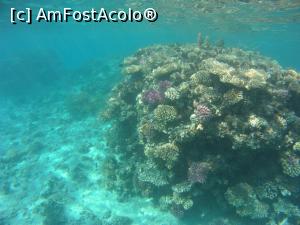 [P17] corali in mare » foto by elenaadina
 - 
<span class="allrVoted glyphicon glyphicon-heart hidden" id="av1117984"></span>
<a class="m-l-10 hidden" id="sv1117984" onclick="voting_Foto_DelVot(,1117984,1745)" role="button">șterge vot <span class="glyphicon glyphicon-remove"></span></a>
<a id="v91117984" class=" c-red"  onclick="voting_Foto_SetVot(1117984)" role="button"><span class="glyphicon glyphicon-heart-empty"></span> <b>LIKE</b> = Votează poza</a> <img class="hidden"  id="f1117984W9" src="/imagini/loader.gif" border="0" /><span class="AjErrMes hidden" id="e1117984ErM"></span>