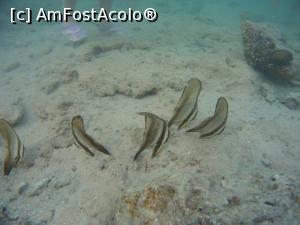 [P19] pesti in mare » foto by elenaadina
 - 
<span class="allrVoted glyphicon glyphicon-heart hidden" id="av1117986"></span>
<a class="m-l-10 hidden" id="sv1117986" onclick="voting_Foto_DelVot(,1117986,1745)" role="button">șterge vot <span class="glyphicon glyphicon-remove"></span></a>
<a id="v91117986" class=" c-red"  onclick="voting_Foto_SetVot(1117986)" role="button"><span class="glyphicon glyphicon-heart-empty"></span> <b>LIKE</b> = Votează poza</a> <img class="hidden"  id="f1117986W9" src="/imagini/loader.gif" border="0" /><span class="AjErrMes hidden" id="e1117986ErM"></span>