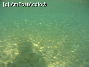 [P21] un banc mare de pesti » foto by elenaadina
 - 
<span class="allrVoted glyphicon glyphicon-heart hidden" id="av1117988"></span>
<a class="m-l-10 hidden" id="sv1117988" onclick="voting_Foto_DelVot(,1117988,1745)" role="button">șterge vot <span class="glyphicon glyphicon-remove"></span></a>
<a id="v91117988" class=" c-red"  onclick="voting_Foto_SetVot(1117988)" role="button"><span class="glyphicon glyphicon-heart-empty"></span> <b>LIKE</b> = Votează poza</a> <img class="hidden"  id="f1117988W9" src="/imagini/loader.gif" border="0" /><span class="AjErrMes hidden" id="e1117988ErM"></span>