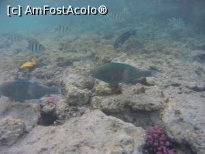 [P22] iti trebuie incaltaminte speciala » foto by elenaadina
 - 
<span class="allrVoted glyphicon glyphicon-heart hidden" id="av1117991"></span>
<a class="m-l-10 hidden" id="sv1117991" onclick="voting_Foto_DelVot(,1117991,1745)" role="button">șterge vot <span class="glyphicon glyphicon-remove"></span></a>
<a id="v91117991" class=" c-red"  onclick="voting_Foto_SetVot(1117991)" role="button"><span class="glyphicon glyphicon-heart-empty"></span> <b>LIKE</b> = Votează poza</a> <img class="hidden"  id="f1117991W9" src="/imagini/loader.gif" border="0" /><span class="AjErrMes hidden" id="e1117991ErM"></span>