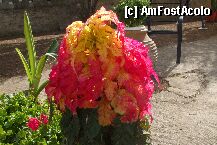 [P05] aceste plante se numesc Ciupi se cultiva in ghivece . Kythira » foto by Cristian_h
 - 
<span class="allrVoted glyphicon glyphicon-heart hidden" id="av5956"></span>
<a class="m-l-10 hidden" id="sv5956" onclick="voting_Foto_DelVot(,5956,1748)" role="button">șterge vot <span class="glyphicon glyphicon-remove"></span></a>
<a id="v95956" class=" c-red"  onclick="voting_Foto_SetVot(5956)" role="button"><span class="glyphicon glyphicon-heart-empty"></span> <b>LIKE</b> = Votează poza</a> <img class="hidden"  id="f5956W9" src="/imagini/loader.gif" border="0" /><span class="AjErrMes hidden" id="e5956ErM"></span>