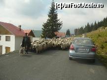 [P34] Iata si ciobanasul cu oile ... noua ne-a facut placere sa le vedem nicidecum nu ne-au 'ingreunat'drumul/Pensiunile din Ranca in partea stanga » foto by lavylus
 - 
<span class="allrVoted glyphicon glyphicon-heart hidden" id="av140639"></span>
<a class="m-l-10 hidden" id="sv140639" onclick="voting_Foto_DelVot(,140639,1755)" role="button">șterge vot <span class="glyphicon glyphicon-remove"></span></a>
<a id="v9140639" class=" c-red"  onclick="voting_Foto_SetVot(140639)" role="button"><span class="glyphicon glyphicon-heart-empty"></span> <b>LIKE</b> = Votează poza</a> <img class="hidden"  id="f140639W9" src="/imagini/loader.gif" border="0" /><span class="AjErrMes hidden" id="e140639ErM"></span>