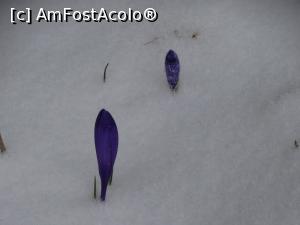 [P42] Mici dar nu se lasă învinse :) » foto by Kavarnap
 - 
<span class="allrVoted glyphicon glyphicon-heart hidden" id="av1222300"></span>
<a class="m-l-10 hidden" id="sv1222300" onclick="voting_Foto_DelVot(,1222300,1755)" role="button">șterge vot <span class="glyphicon glyphicon-remove"></span></a>
<a id="v91222300" class=" c-red"  onclick="voting_Foto_SetVot(1222300)" role="button"><span class="glyphicon glyphicon-heart-empty"></span> <b>LIKE</b> = Votează poza</a> <img class="hidden"  id="f1222300W9" src="/imagini/loader.gif" border="0" /><span class="AjErrMes hidden" id="e1222300ErM"></span>