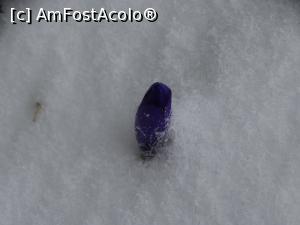 [P43] Floricele de gheață și de primăvară » foto by Kavarnap
 - 
<span class="allrVoted glyphicon glyphicon-heart hidden" id="av1222301"></span>
<a class="m-l-10 hidden" id="sv1222301" onclick="voting_Foto_DelVot(,1222301,1755)" role="button">șterge vot <span class="glyphicon glyphicon-remove"></span></a>
<a id="v91222301" class=" c-red"  onclick="voting_Foto_SetVot(1222301)" role="button"><span class="glyphicon glyphicon-heart-empty"></span> <b>LIKE</b> = Votează poza</a> <img class="hidden"  id="f1222301W9" src="/imagini/loader.gif" border="0" /><span class="AjErrMes hidden" id="e1222301ErM"></span>